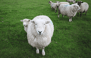 Traditionally crafted